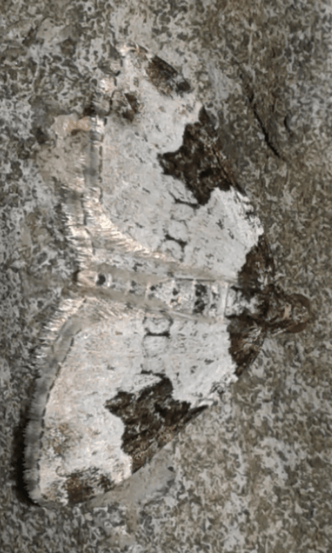 Geometridae : Xanthorhoe fluctuata?  S